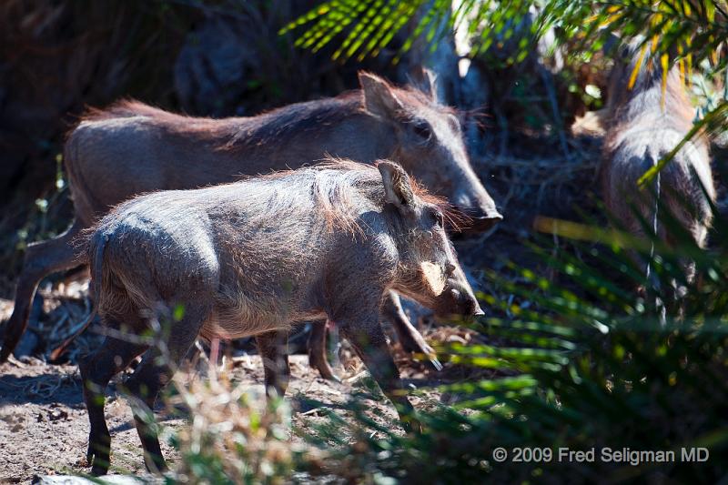 20090613_114252 D300 (1) X1.jpg - Warthogs allow tick birds to pick insects off their body